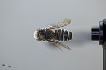 Media type: image;   Entomology 785763 Aspect: habitus dorsal view
